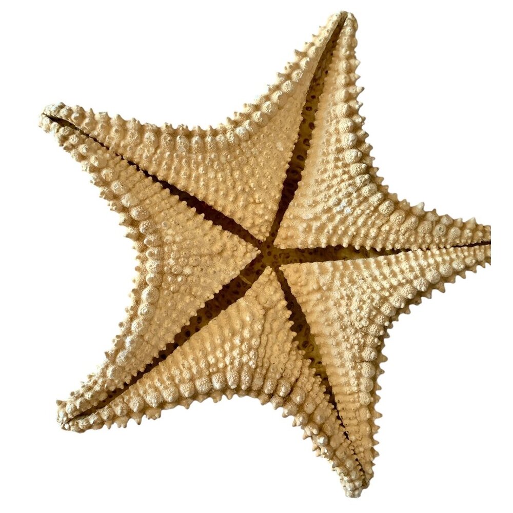 Starfish 10” Genuine Dried Ocean Sea Decor - Picture 2 of 10